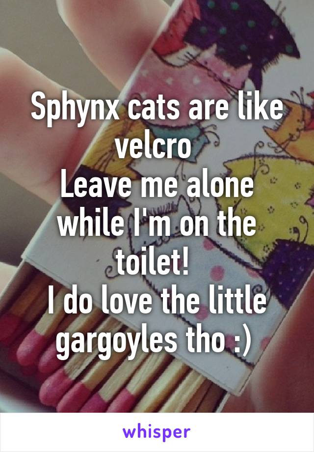 Sphynx cats are like velcro 
Leave me alone while I'm on the toilet! 
I do love the little gargoyles tho :) 