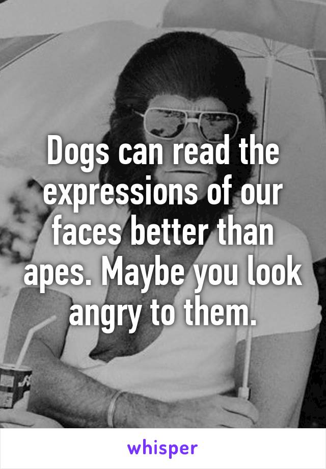 Dogs can read the expressions of our faces better than apes. Maybe you look angry to them.