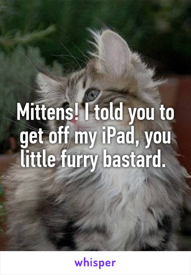 Mittens! I told you to get off my iPad, you little furry bastard. 