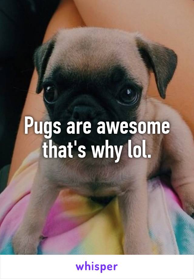 Pugs are awesome that's why lol.