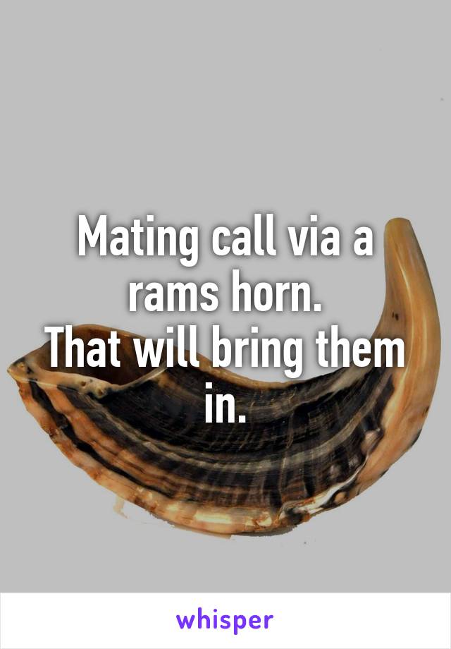 Mating call via a rams horn.
That will bring them in.