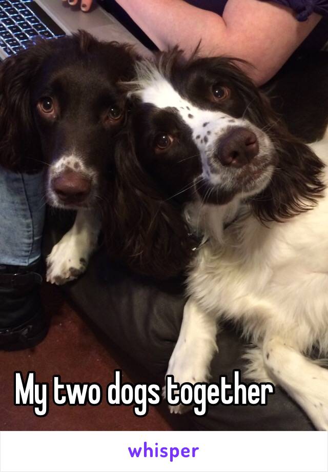 My two dogs together 
