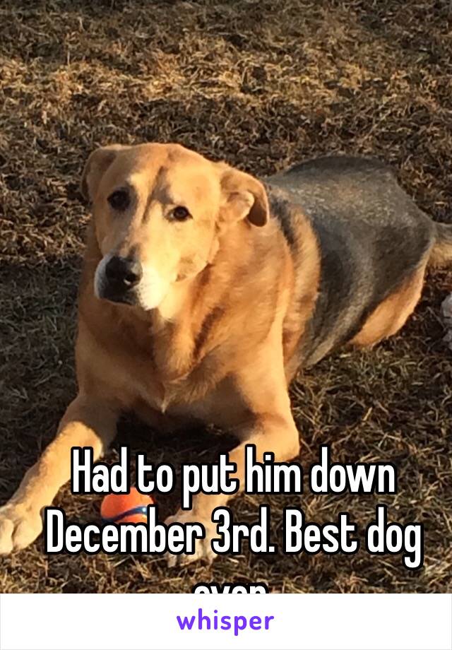 Had to put him down December 3rd. Best dog ever. 