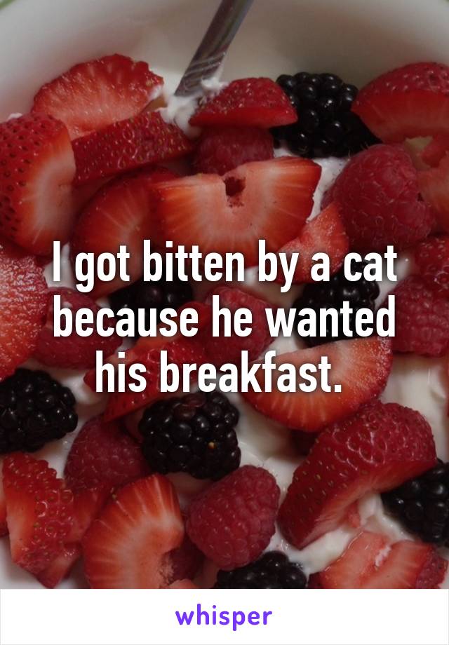 I got bitten by a cat because he wanted his breakfast. 