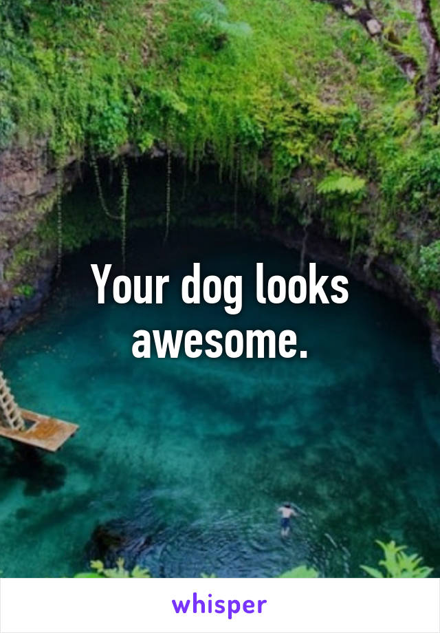 Your dog looks awesome.