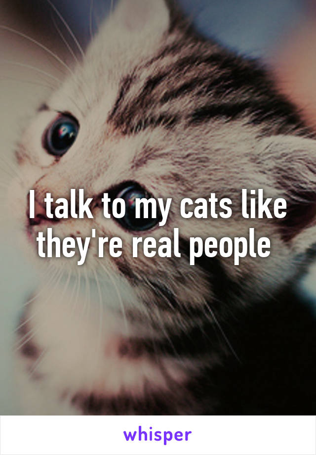 I talk to my cats like they're real people 