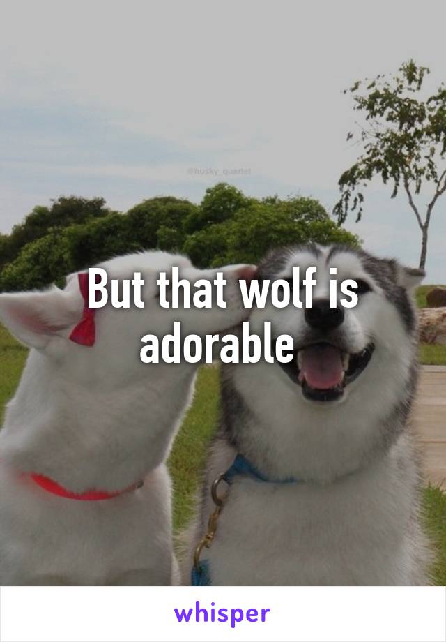 But that wolf is adorable 