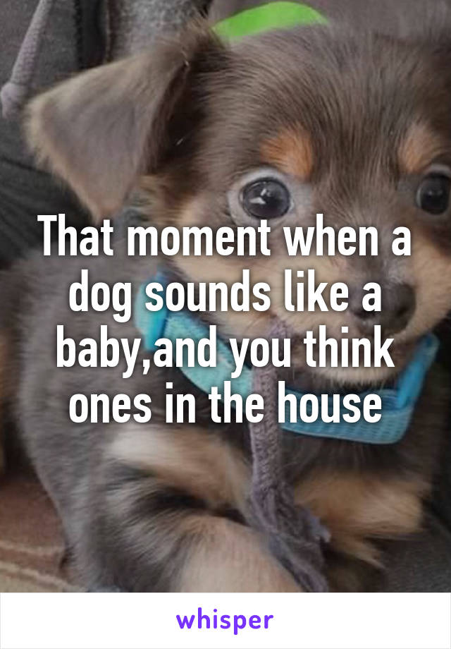 That moment when a dog sounds like a baby,and you think ones in the house