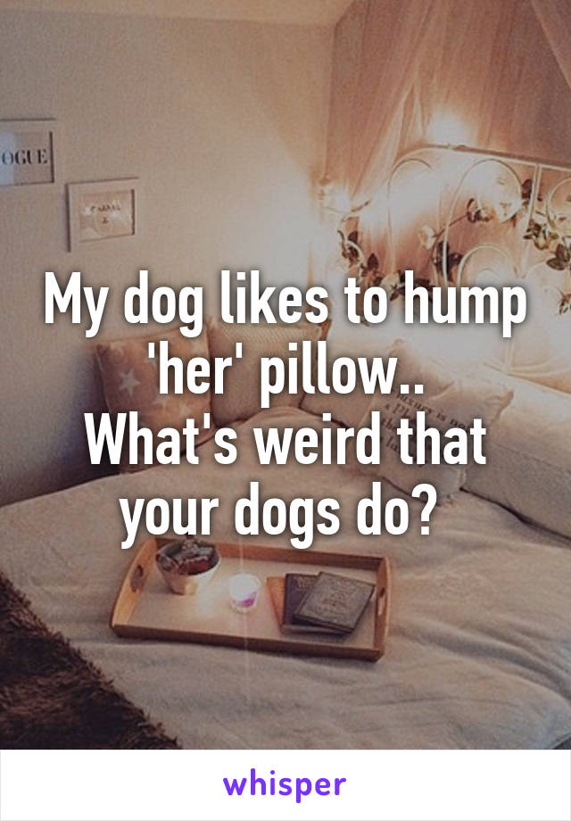 My dog likes to hump 'her' pillow..
What's weird that your dogs do? 