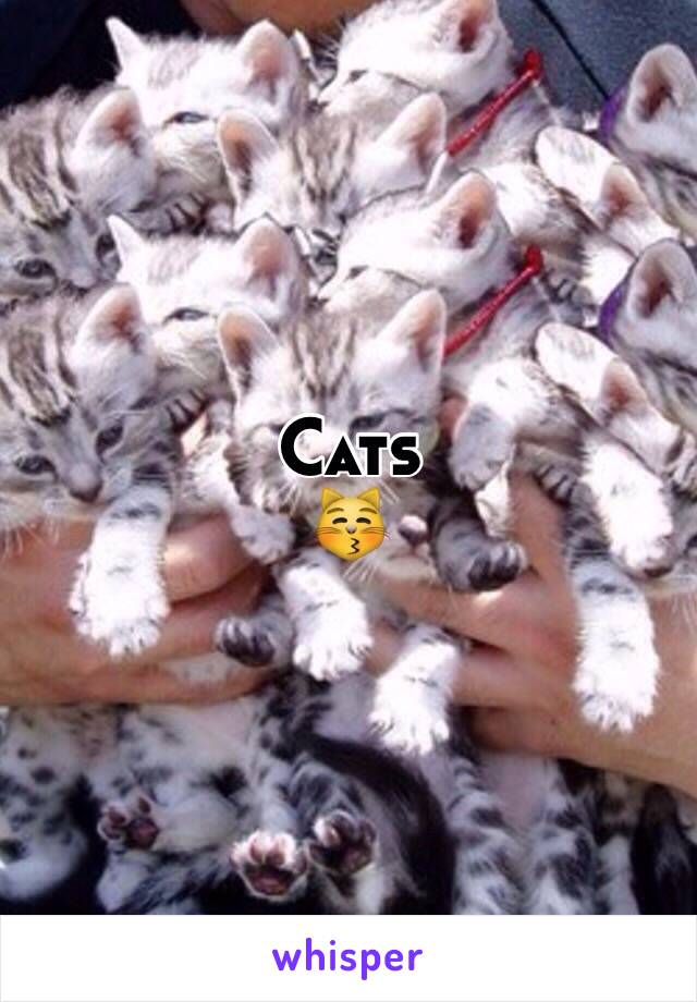 Cats
😽