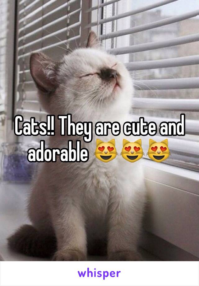 Cats!! They are cute and adorable 😻😻😻