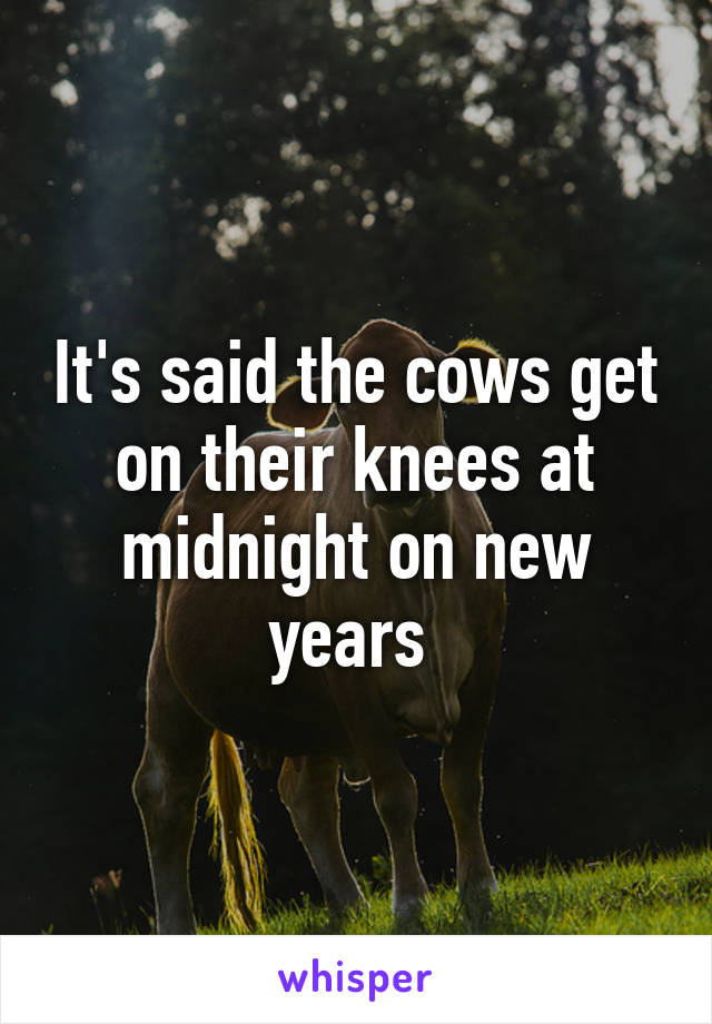 It's said the cows get on their knees at midnight on new years 