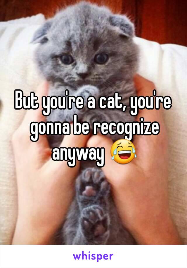 But you're a cat, you're gonna be recognize anyway 😂