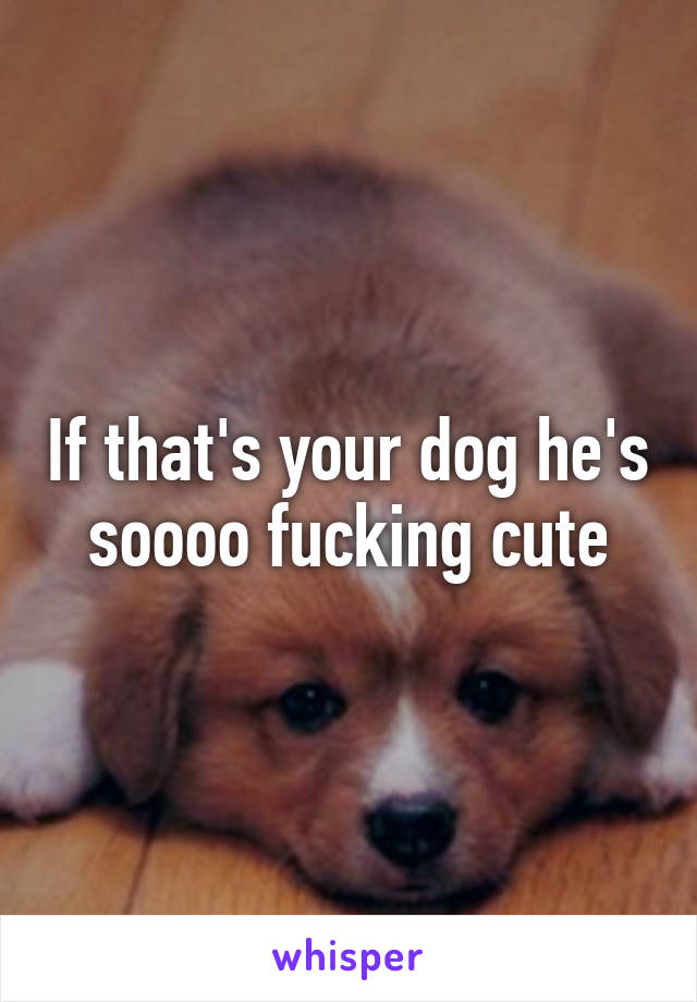 If that's your dog he's soooo fucking cute