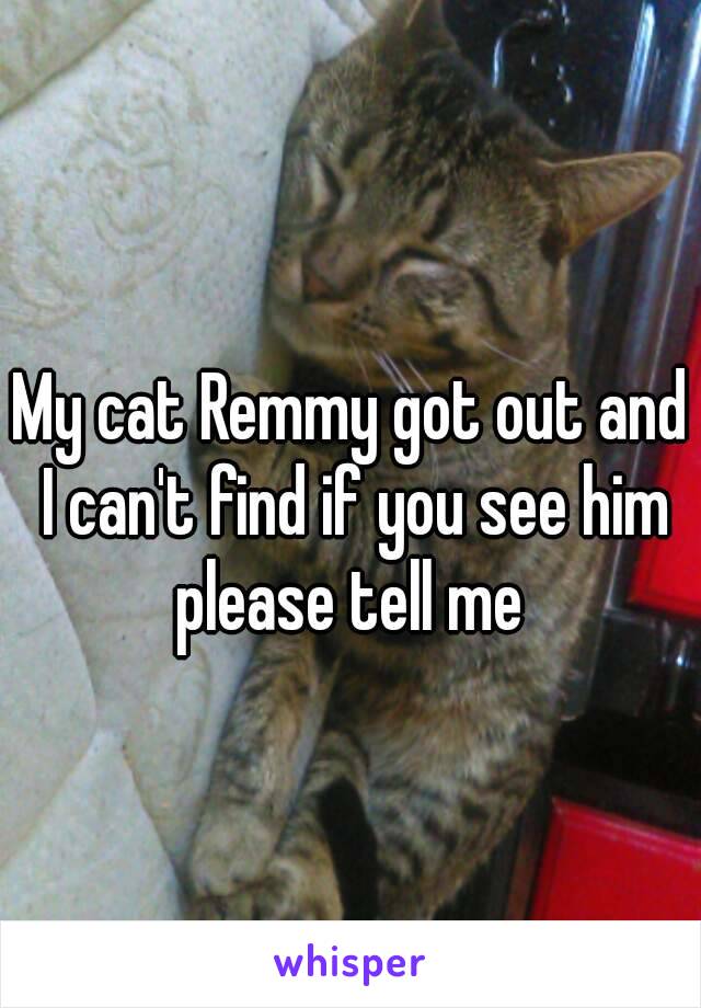 My cat Remmy got out and I can't find if you see him please tell me 