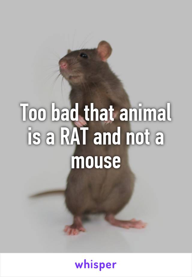 Too bad that animal is a RAT and not a mouse