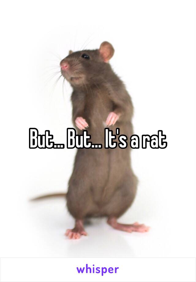 But... But... It's a rat 