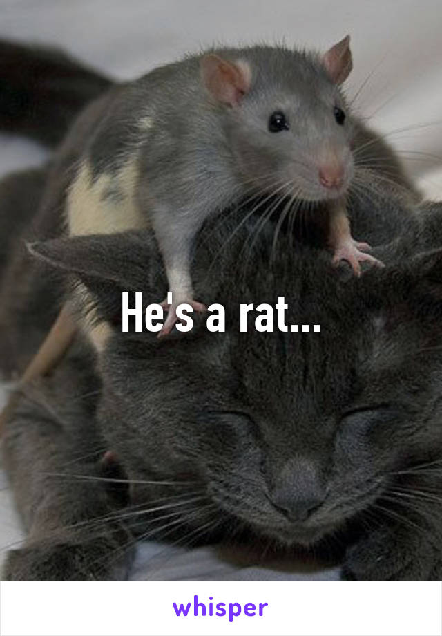 He's a rat...