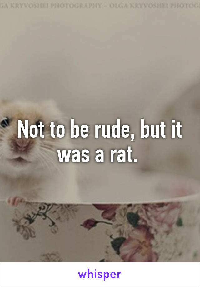 Not to be rude, but it was a rat. 