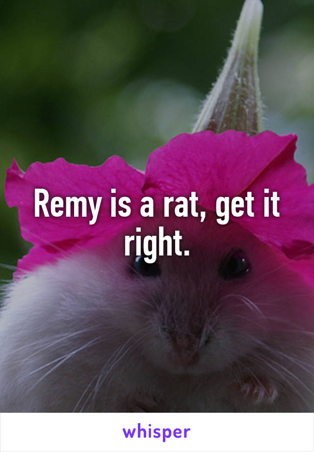 Remy is a rat, get it right.