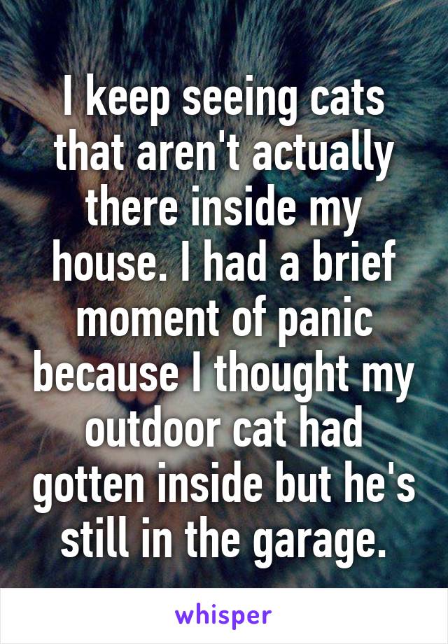I keep seeing cats that aren't actually there inside my house. I had a brief moment of panic because I thought my outdoor cat had gotten inside but he's still in the garage.