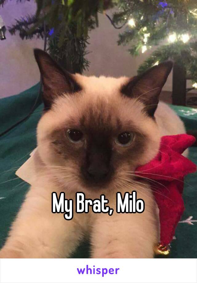 My Brat, Milo 