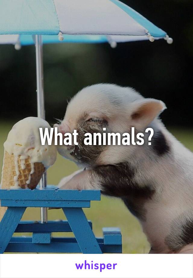 What animals?