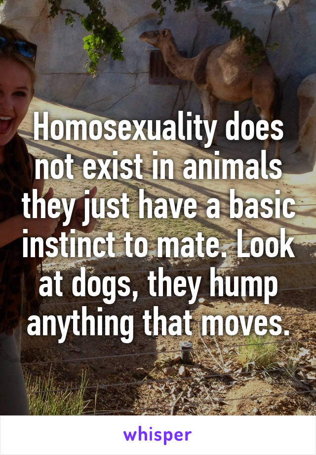 Homosexuality does not exist in animals they just have a basic instinct to mate. Look at dogs, they hump anything that moves.