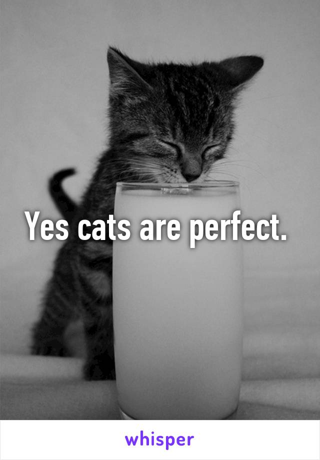 Yes cats are perfect. 