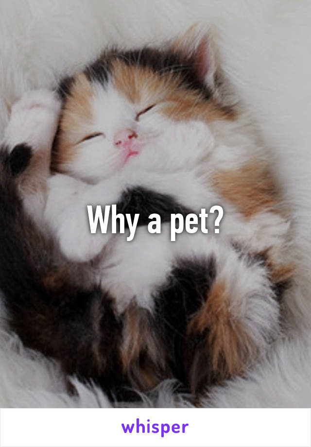 Why a pet?