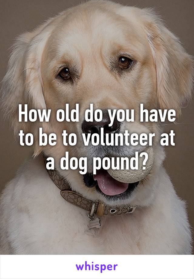 How old do you have to be to volunteer at a dog pound?