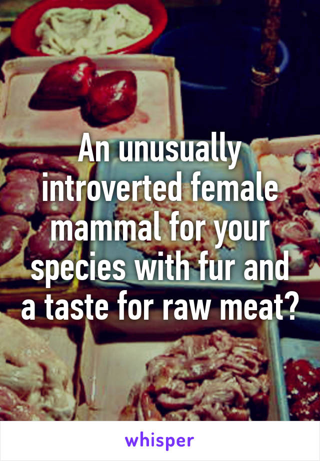 An unusually introverted female mammal for your species with fur and a taste for raw meat?