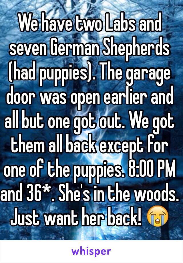 We have two Labs and seven German Shepherds (had puppies). The garage door was open earlier and all but one got out. We got them all back except for one of the puppies. 8:00 PM and 36*. She's in the woods. Just want her back! 😭