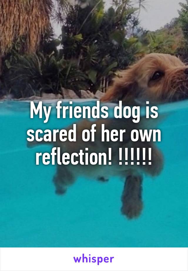 My friends dog is scared of her own reflection! !!!!!!