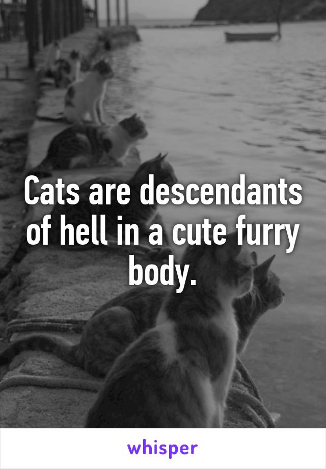 Cats are descendants of hell in a cute furry body.