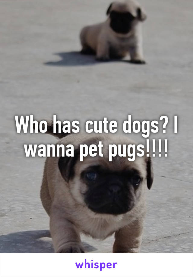 Who has cute dogs? I wanna pet pugs!!!!