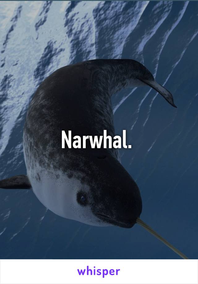 Narwhal. 