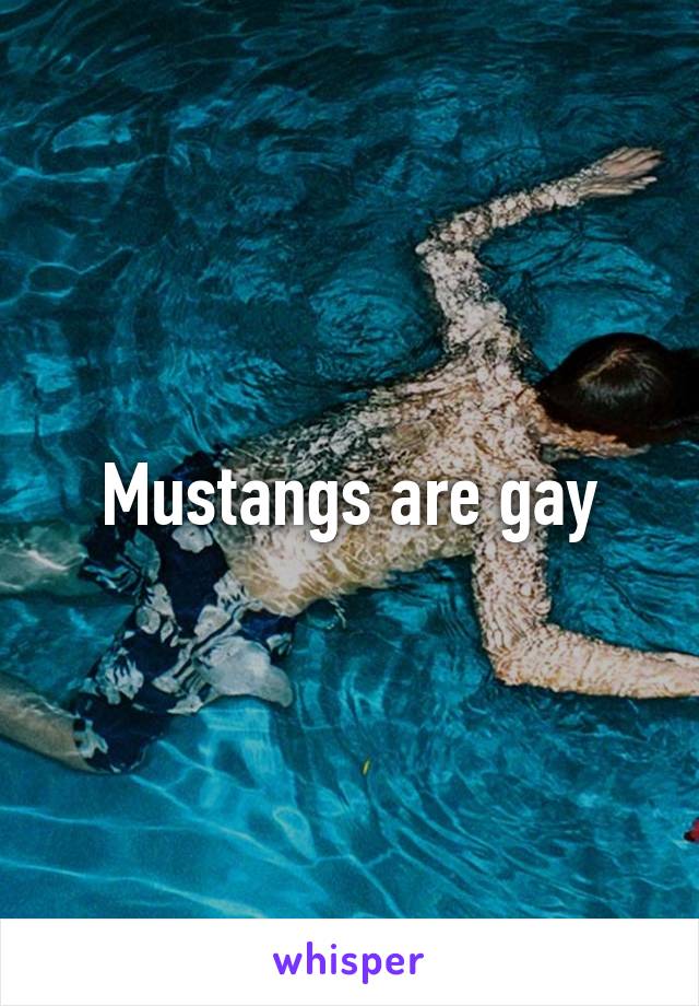 Mustangs are gay