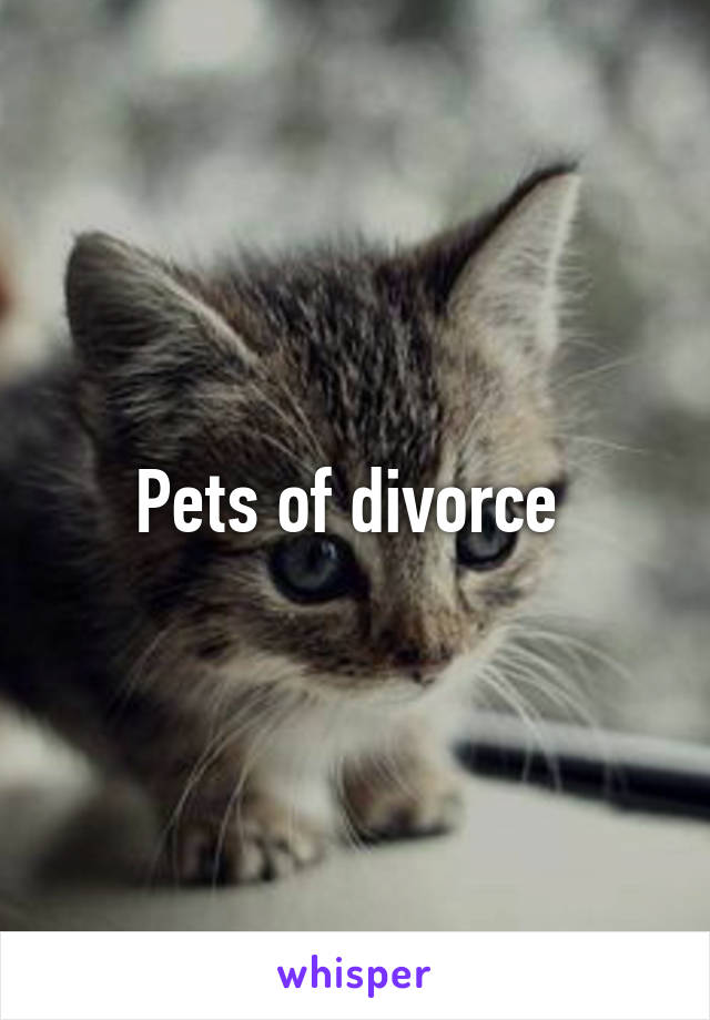 Pets of divorce 