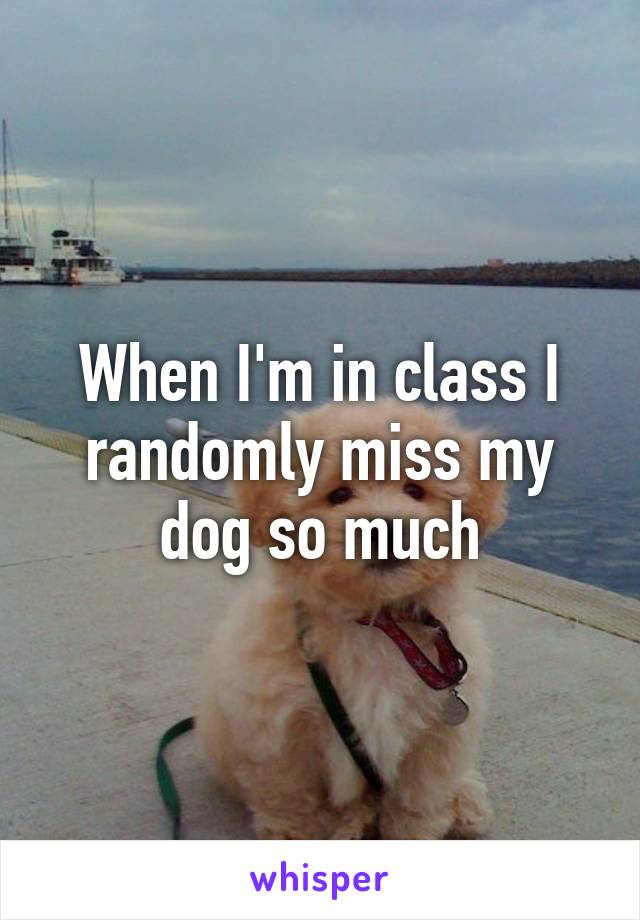 When I'm in class I randomly miss my dog so much