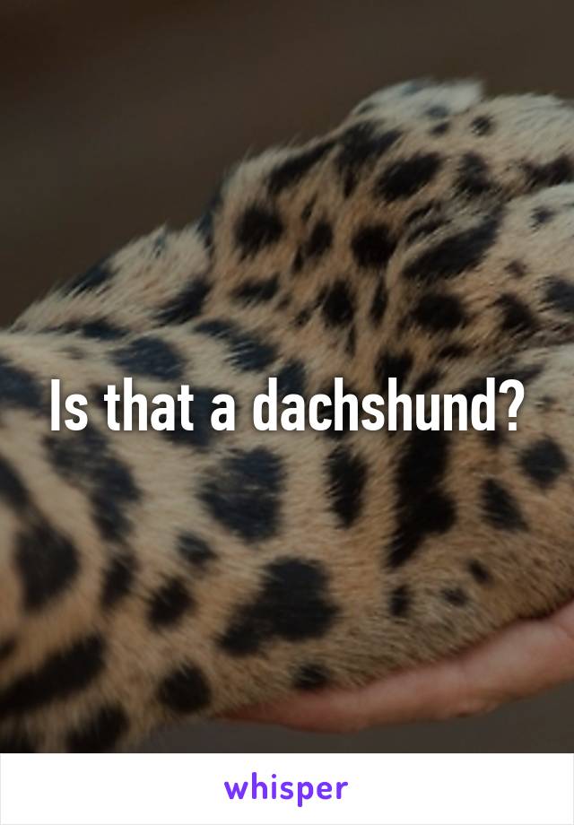 Is that a dachshund?