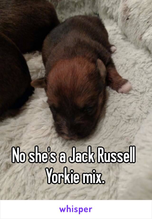 No she's a Jack Russell Yorkie mix.
