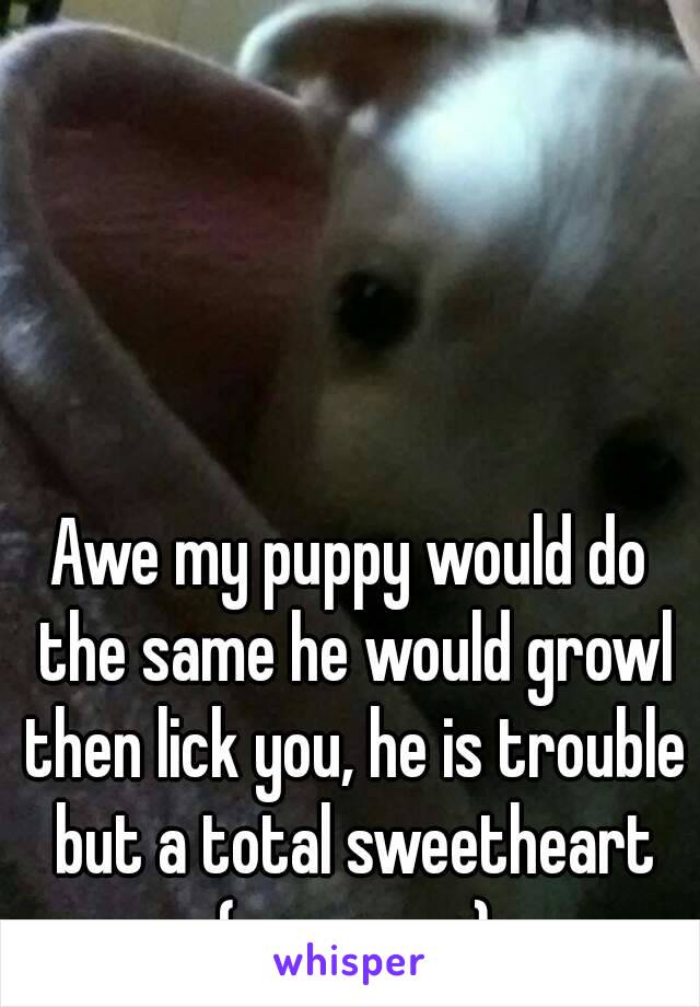 Awe my puppy would do the same he would growl then lick you, he is trouble but a total sweetheart (my puppy)