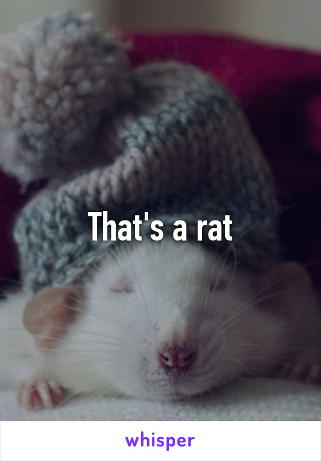 That's a rat