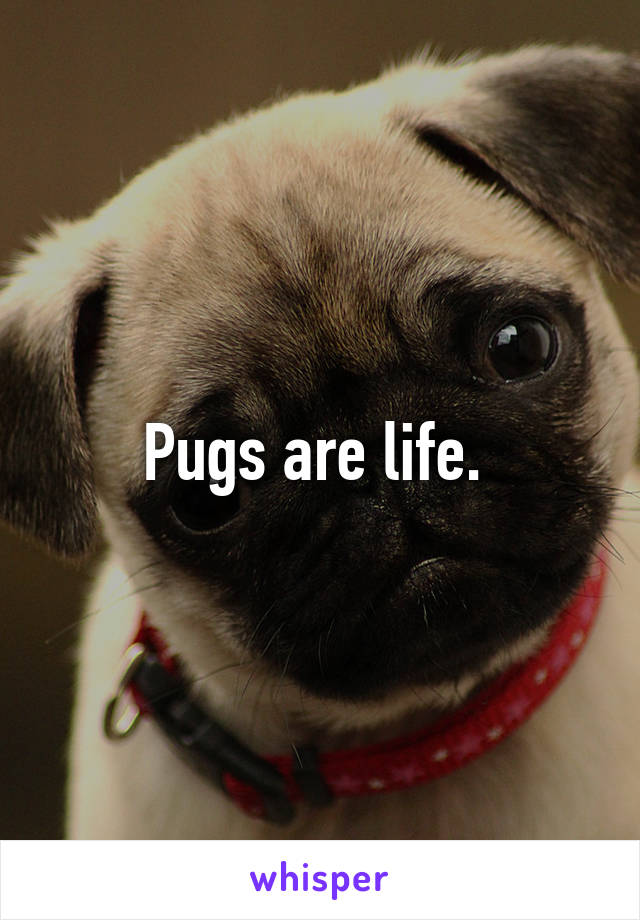 Pugs are life. 