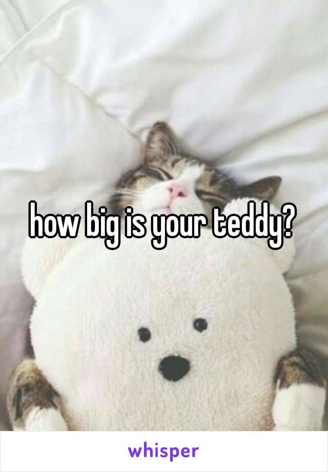 how big is your teddy?