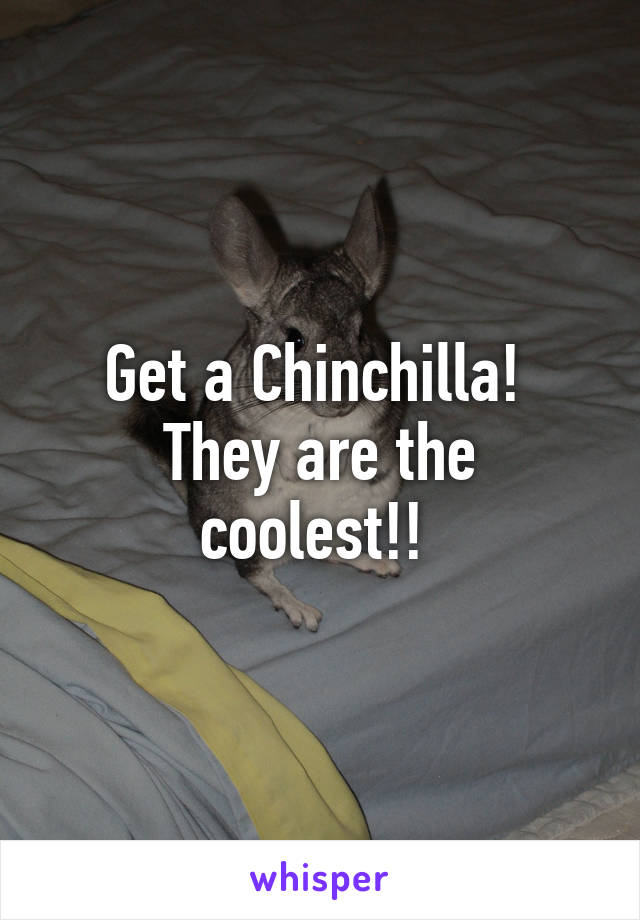 Get a Chinchilla! 
They are the coolest!! 