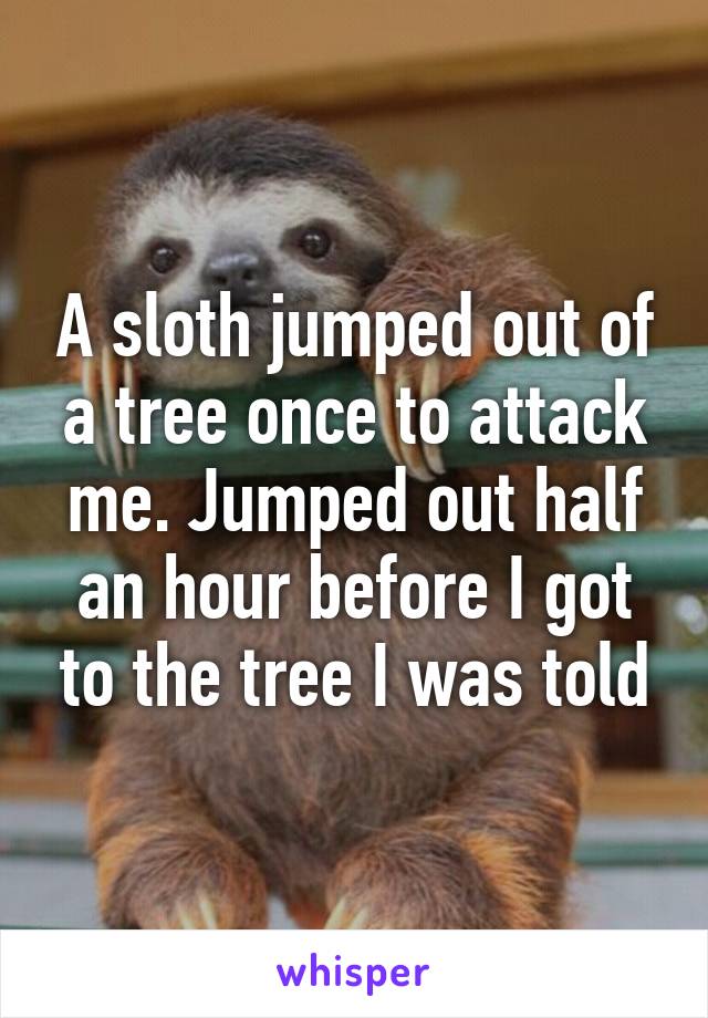 A sloth jumped out of a tree once to attack me. Jumped out half an hour before I got to the tree I was told