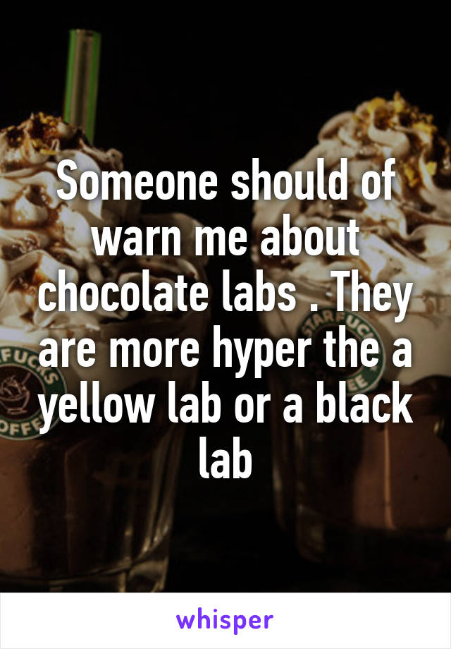 Someone should of warn me about chocolate labs . They are more hyper the a yellow lab or a black lab