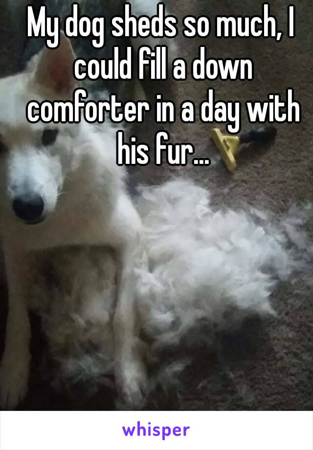 My dog sheds so much, I could fill a down comforter in a day with his fur...